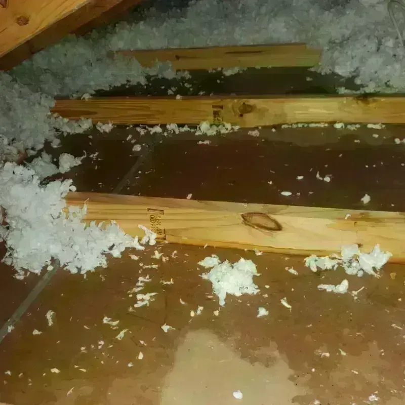 Attic Water Damage in Loxley, AL